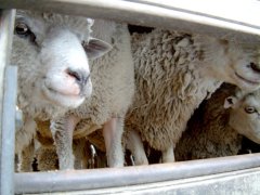 01-Sheep on the market in Saquiili
